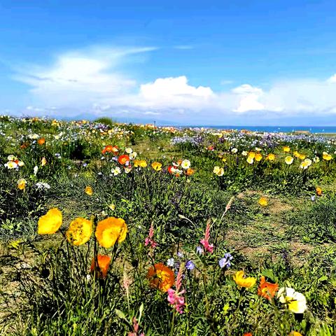 塞湖飞马行万里