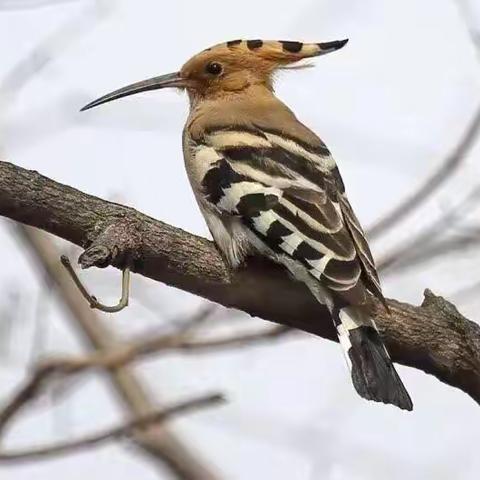 贾行家第三季10