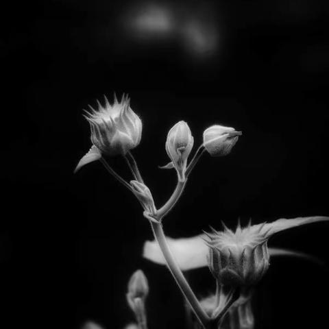 黑白之间（一）