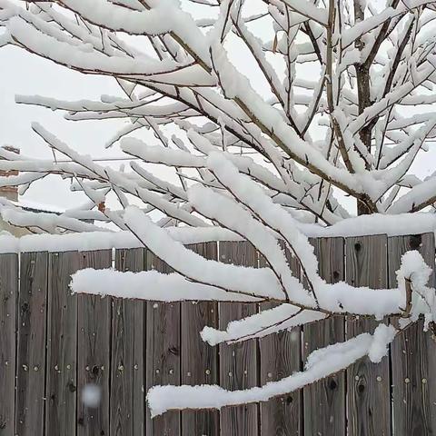 我的家乡图里河迎来大降雪，景色美不胜收……