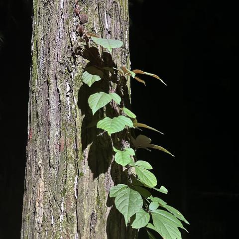 一颗长在房间里的树