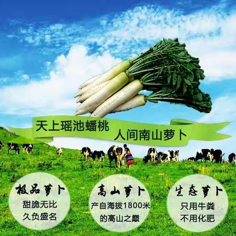 南山萝卜继续送，名额50盒 ，需要的留言地址电话姓名， 送完为止 。上次有留言没送的这次优先。