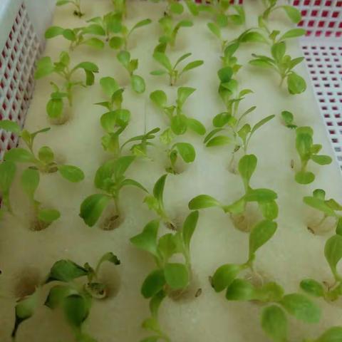 体验种植的乐趣