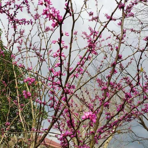 【携一缕浅夏的芬芳，绽一场精彩的思辩】——暨下宅小学语文组第四次教研活动