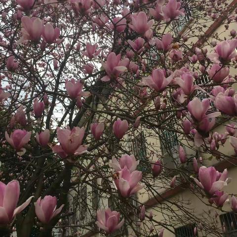 “美丽的家乡之伊利牛奶健康之旅”——龙游县下宅小学社会实践活动