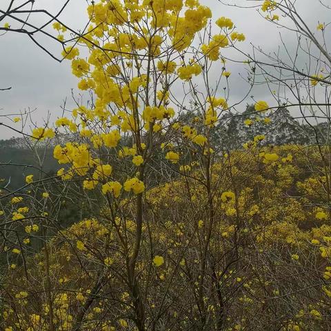 再次与你重逢，美丽的风铃花。