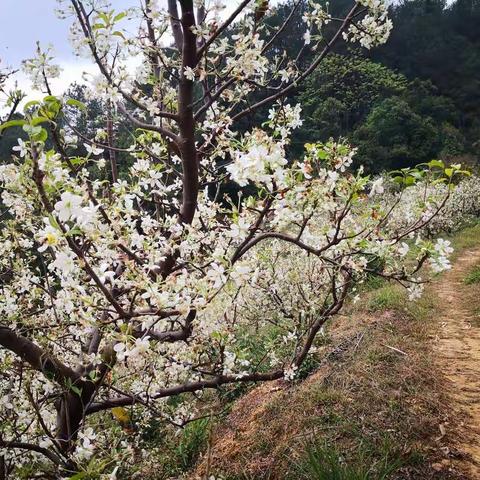 忽然一夜春风来，千树万树梨花开