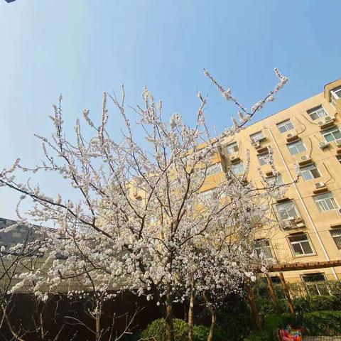 【西城一品芭学园】中三班植树节活动