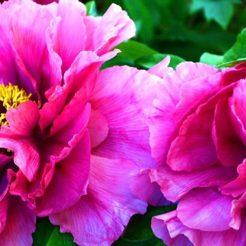 中山公园赏牡丹