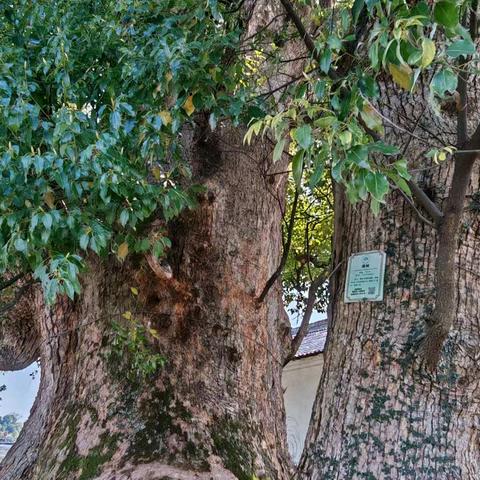 金华安地访古树