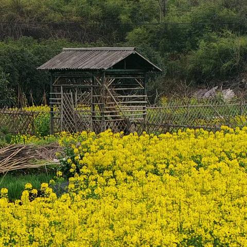 兰溪梅江的春天