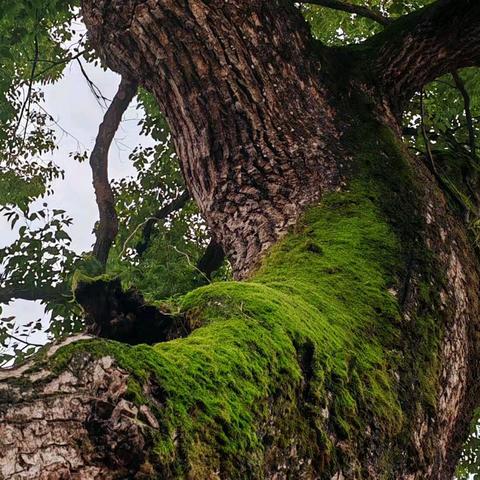 金华雅畈的古树