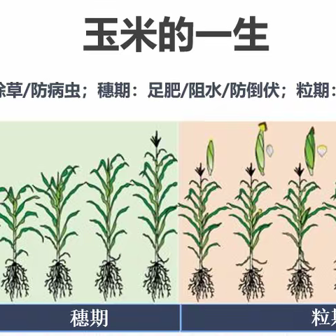 黄淮海玉米苗期管理常见问题解答