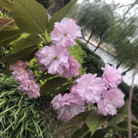 别样的寒假，在“战疫”中成长——家务与体育篇