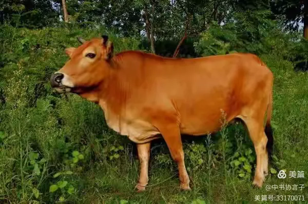 北京西苑中医院丰台区知名专家黄牛挂号，良心办事合理收费的简单介绍