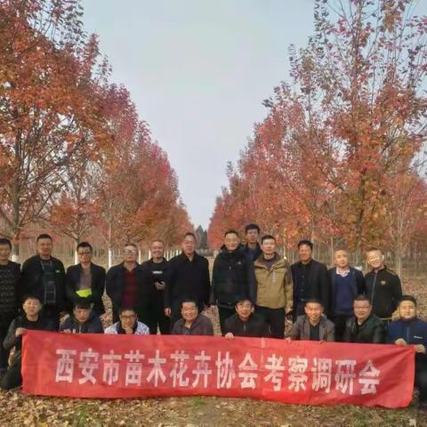 西安市苗木花卉协会邀请植保专家深入苗圃答疑解惑（第一场）