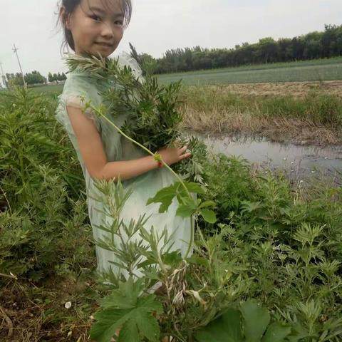 五月尽情放粽端午时节 粽子飘香心如糯米 越粘越香情如粽叶 越煮越香