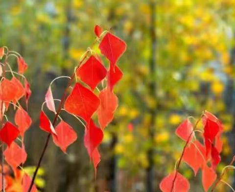 【畅享之旅】又见山里红一一罗田“三村一寨”赏叶行（2018/11/11）