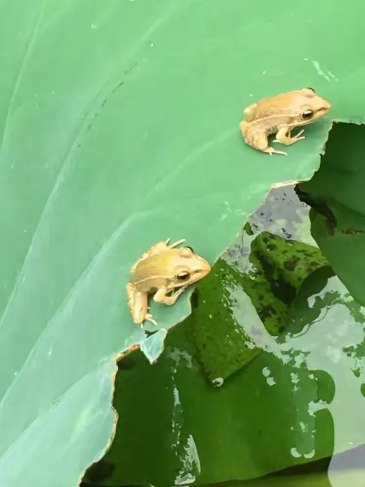 我是小小的青蛙