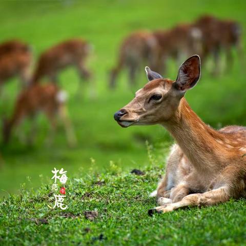 山间精灵梅花鹿