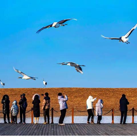 云中仙子—丹顶鹤