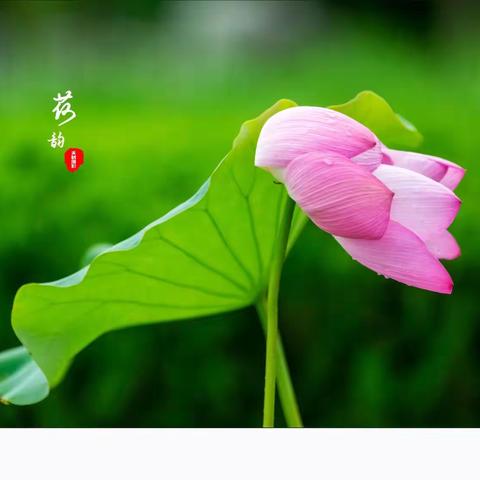 荷花盛开的季节