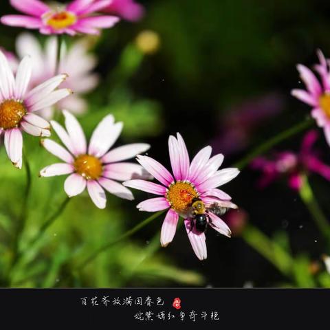 百花齐放满眼春