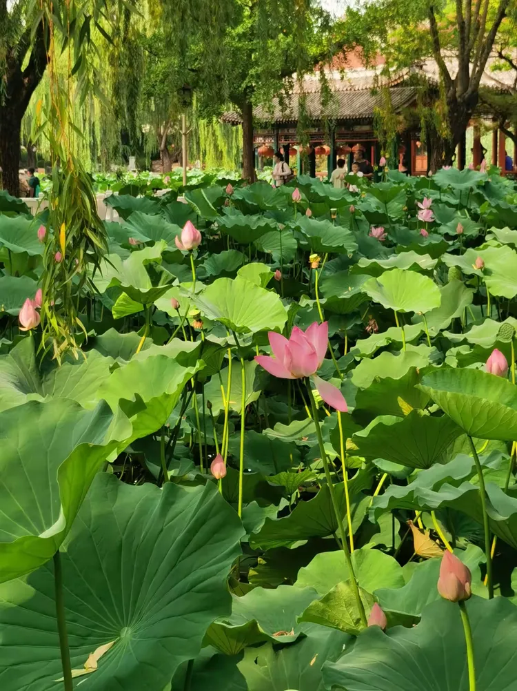 大观园夏日荷花