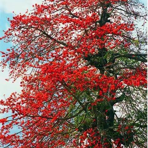 花挂枝头叶随风。