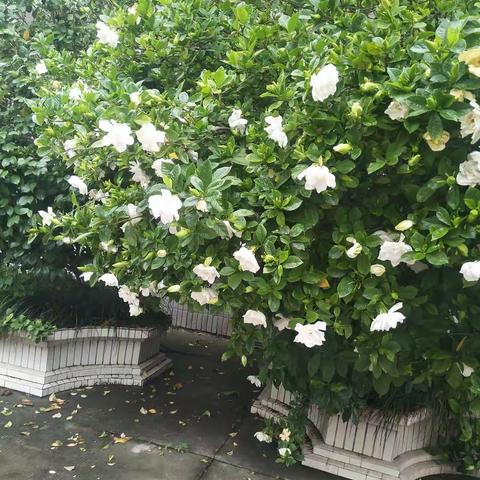 前程似锦未来可期