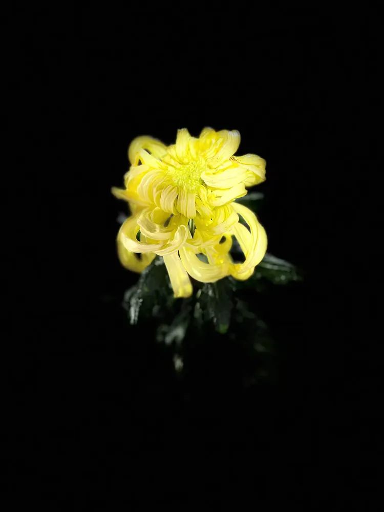我拍了些黑底菊花照,更显得菊花傲美