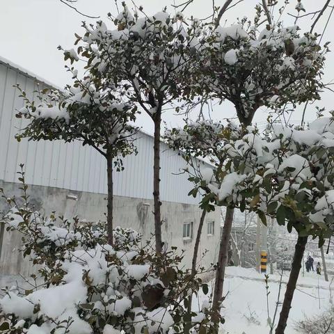 风雪弥漫处 扫雪情意浓