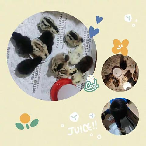 小小蛋儿把门开——小三班课程故事