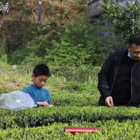 “我们的传统节日-清明”系列活动之劳动实践   硒都民族实验小学101班吴祎喆