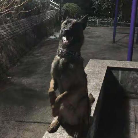 爱犬