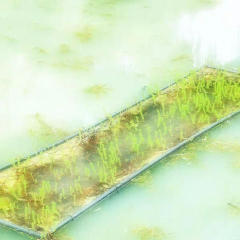 秋日的匡河水草