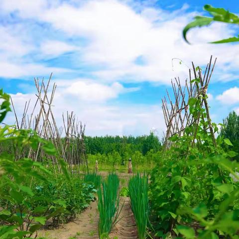 菜园子里找夏天！