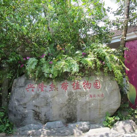 海南游6 —海南兴隆热带植物园