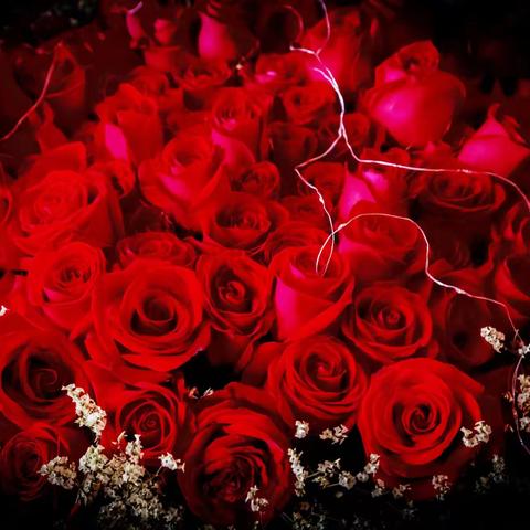 今日鲜花为你开