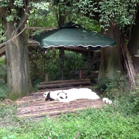 成都大熊猫繁育基地