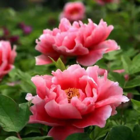 何人不爱牡丹花——南校区牡丹文化结题课纪实