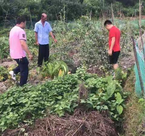 产业发展指导员走进昌茂村委会田间地头开展指导工作