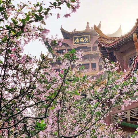 【智育】“停课不停学”春暖花已开，青河待君来——临沂青河实验学校“停课不停学”纪实