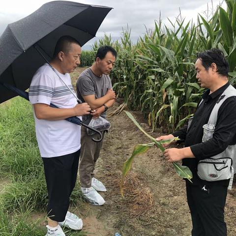 大雨挡不住农技人员为农民解决生产疑难的脚步