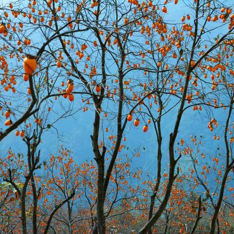 大红灯笼高高挂