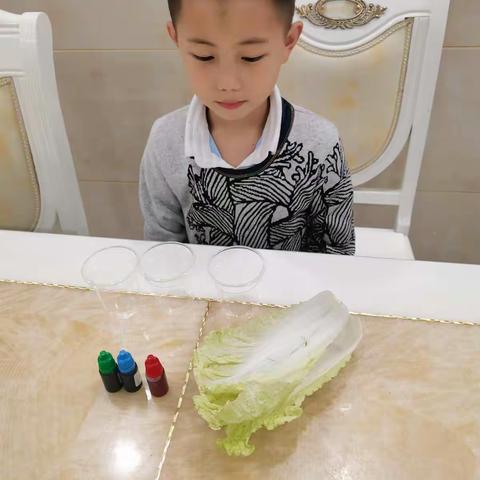 大家好，我是实验小学二年级7班的刘灏宸，今天的实验是彩色的蔬菜