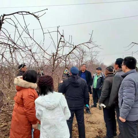 河北省现代农业桃产业技术体系专家组到临漳县调研指导桃产业