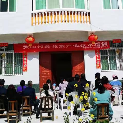 市供销社在吉河镇天山村开展黄花菜实用技术培训活动