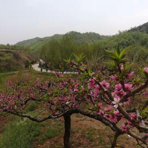 2018年“一家亲”踏青赏花烧烤之旅