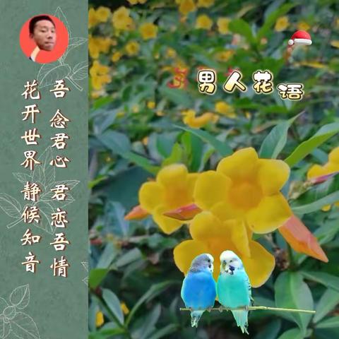 叶子札记《男人花.花世界》